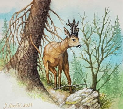 Srnjak (Akvarel - 2021) - Jože Anžič